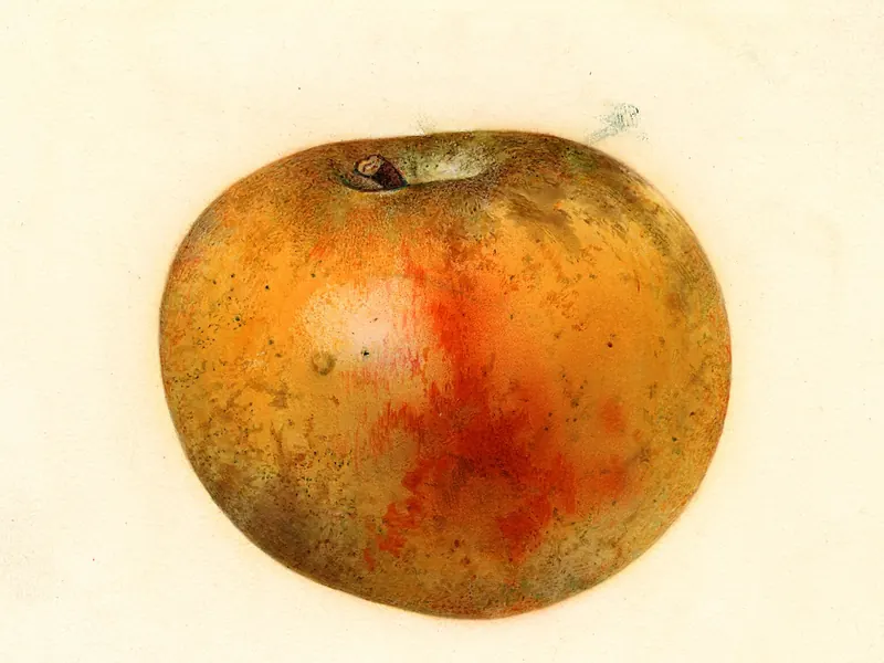 A watercolour of a large, flattish apple, golden with an orange-red flush