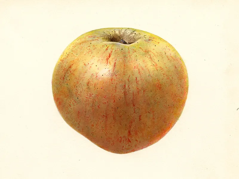 A watercolour of a large, rounded green-yellow apple with a soft red flush