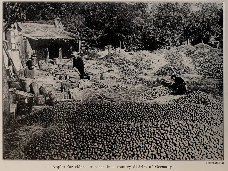 An old black-and-white photo of a huge heap of apples on the ground beside a farm building