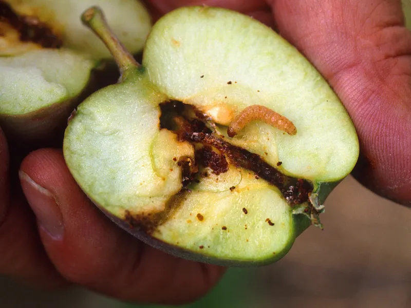 An apple cut in half, showing a brown tunnel to the core and a small caterpillar inside