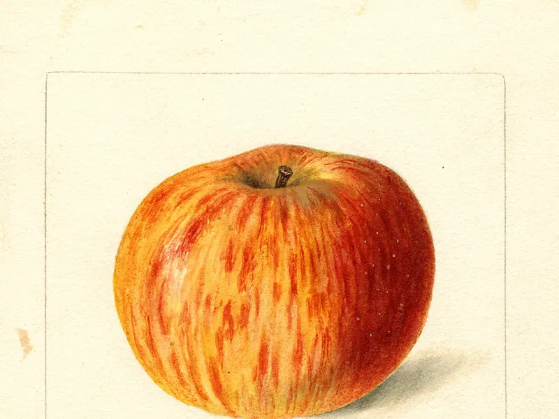 A watercolour of a round apple striped orange and red over yellow
