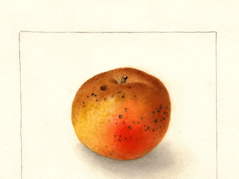 A watercolour of a small golden-brown russeted apple with an orange flush