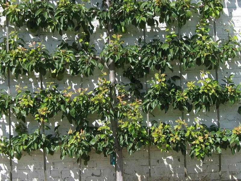 A fruit tree trained flat against a wall, its branches running out sideways in level tiers