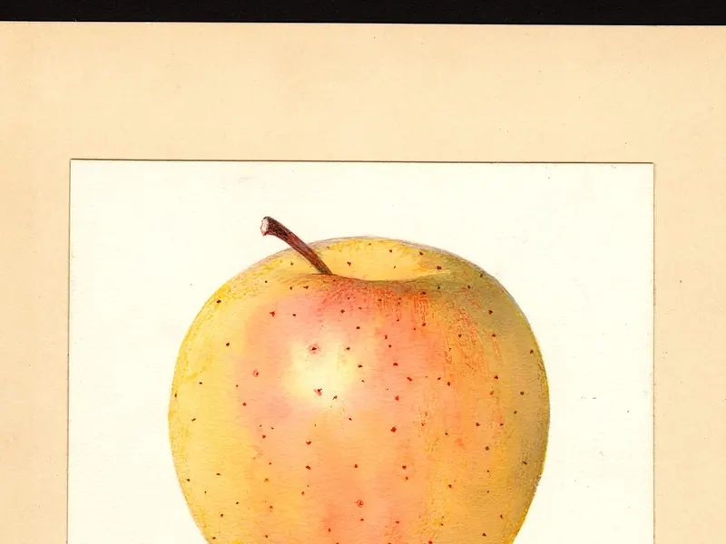A watercolour of a yellow apple with a pink blush and freckles