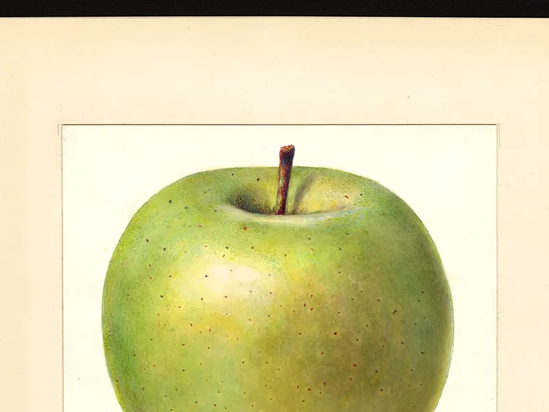 A watercolour of a single bright green apple