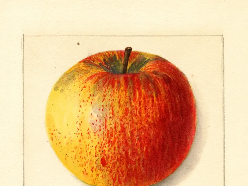A watercolour of a yellow apple streaked with red