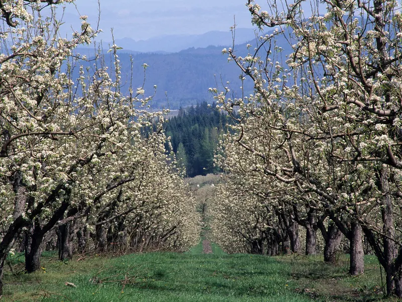Rows of apple trees covered in white blossom, with green grass between them and hills behind