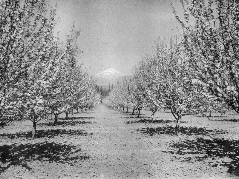 An old black-and-white photo of rows of apple trees in full blossom, with a snowy mountain beyond