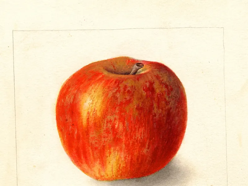 A watercolour of a round apple, red and orange over yellow