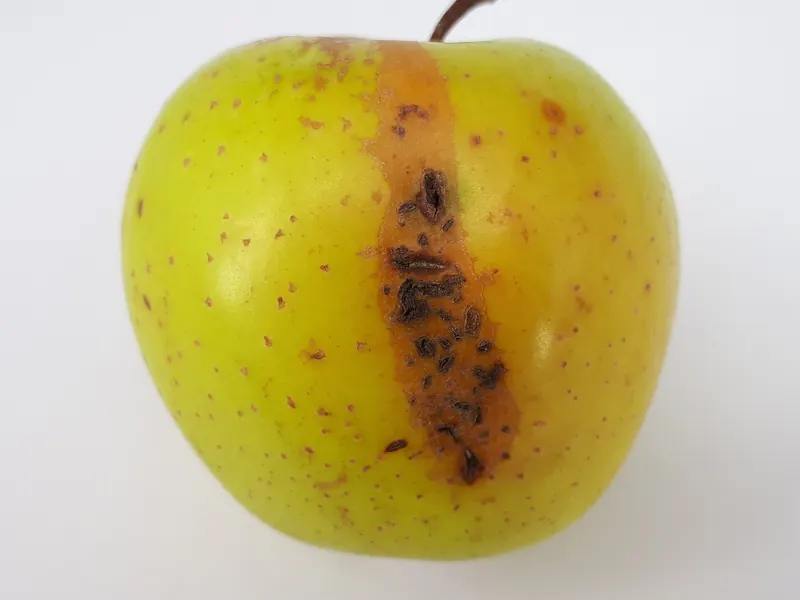 A yellow apple with a dark, rough, scabby streak down its skin