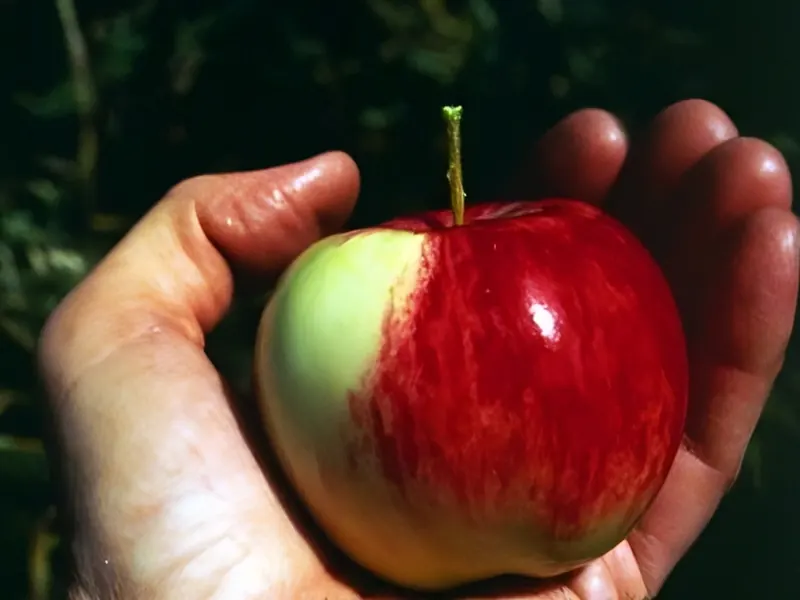 A hand holding a wild apple, red on one side and green on the other