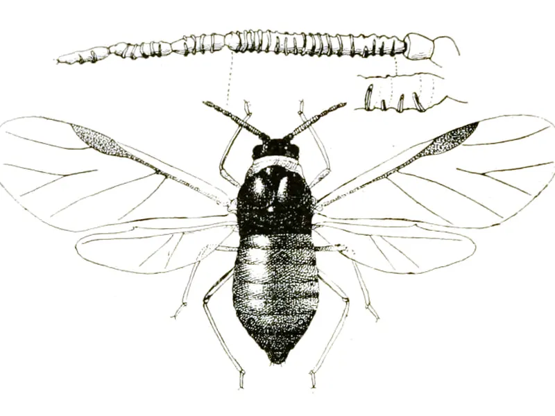 An old scientific drawing of a winged aphid with its wings spread, seen from above