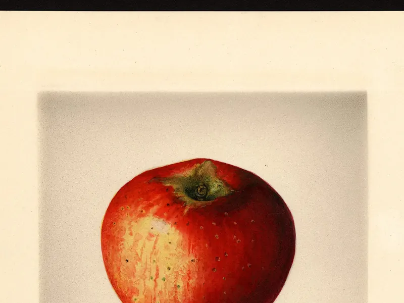 A watercolour of a bright red apple with a little yellow showing